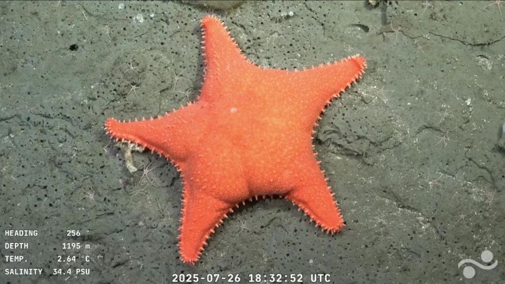 La estrella naranja, llamada culona se ha convertido en meme en Argentina tras ser mostrada por los investigadores