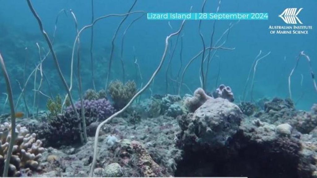 La Gran Barrera de Coral sufre el mayor declive de la historia por el calor: mueren el 25% de los corales