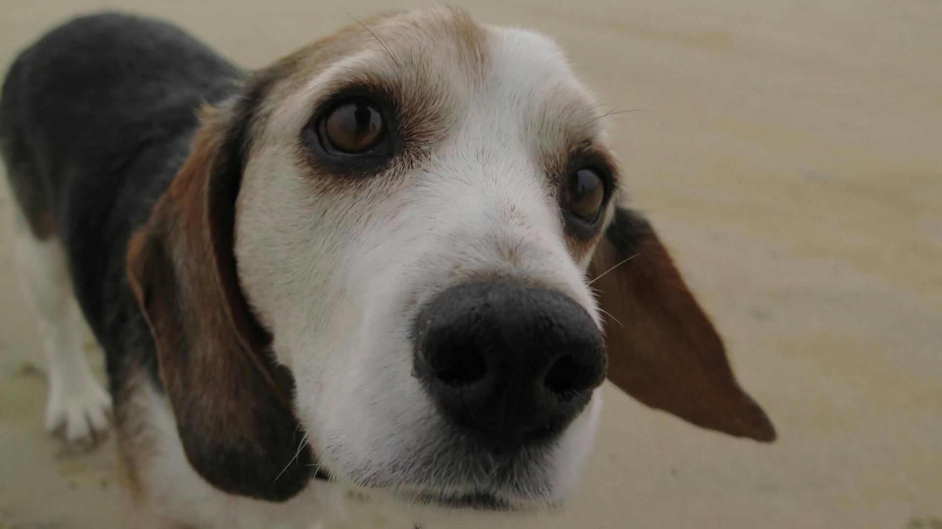 Los perros se pueden perder en verano