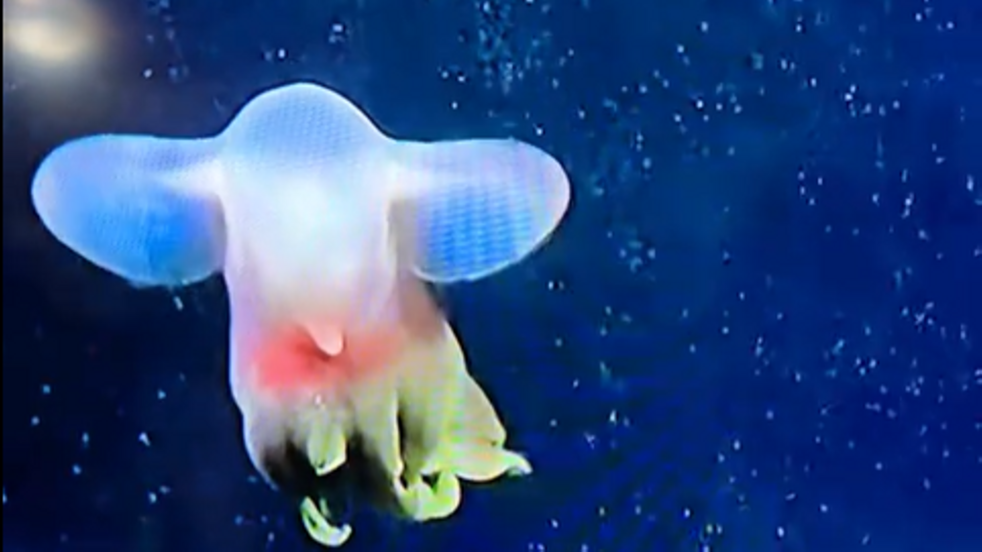 Qué es el 'Pulpo Dumbo': el animal que revela más secretos de las profundidades del mar