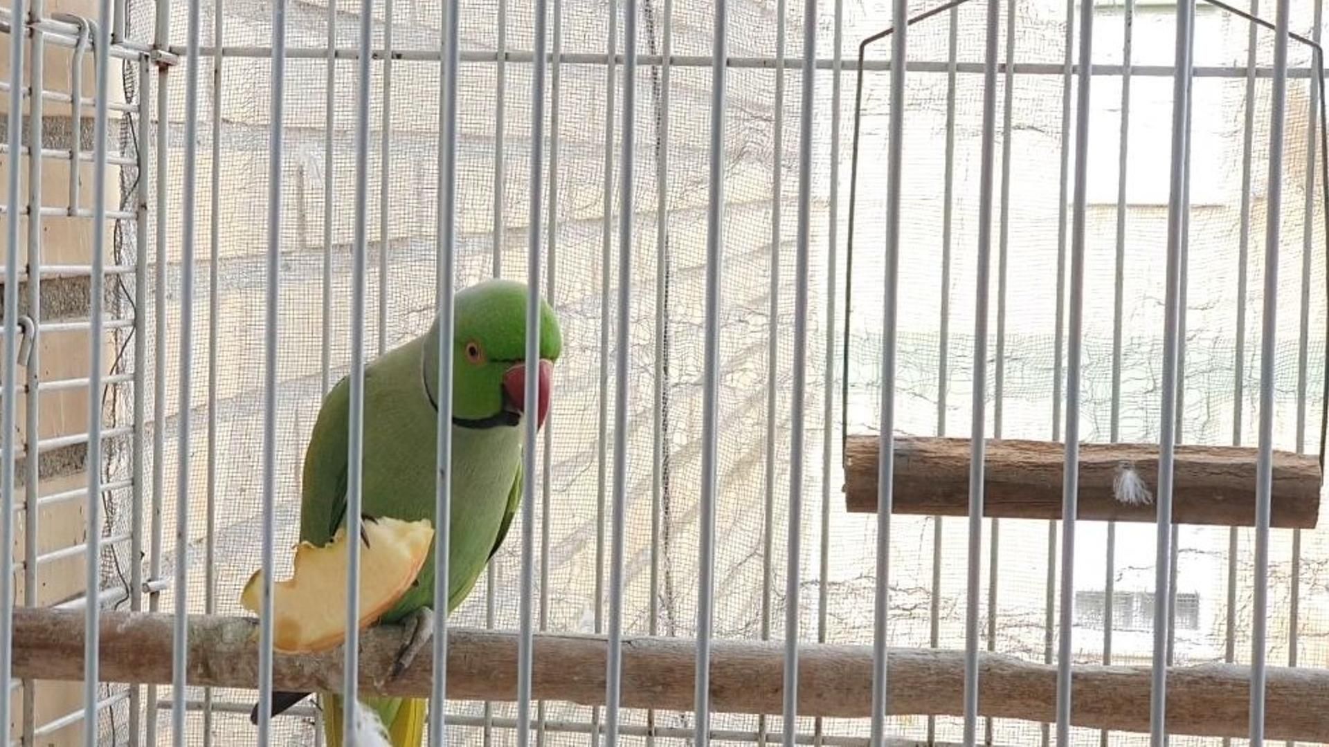 Roma, cotorra perdida en Huelva