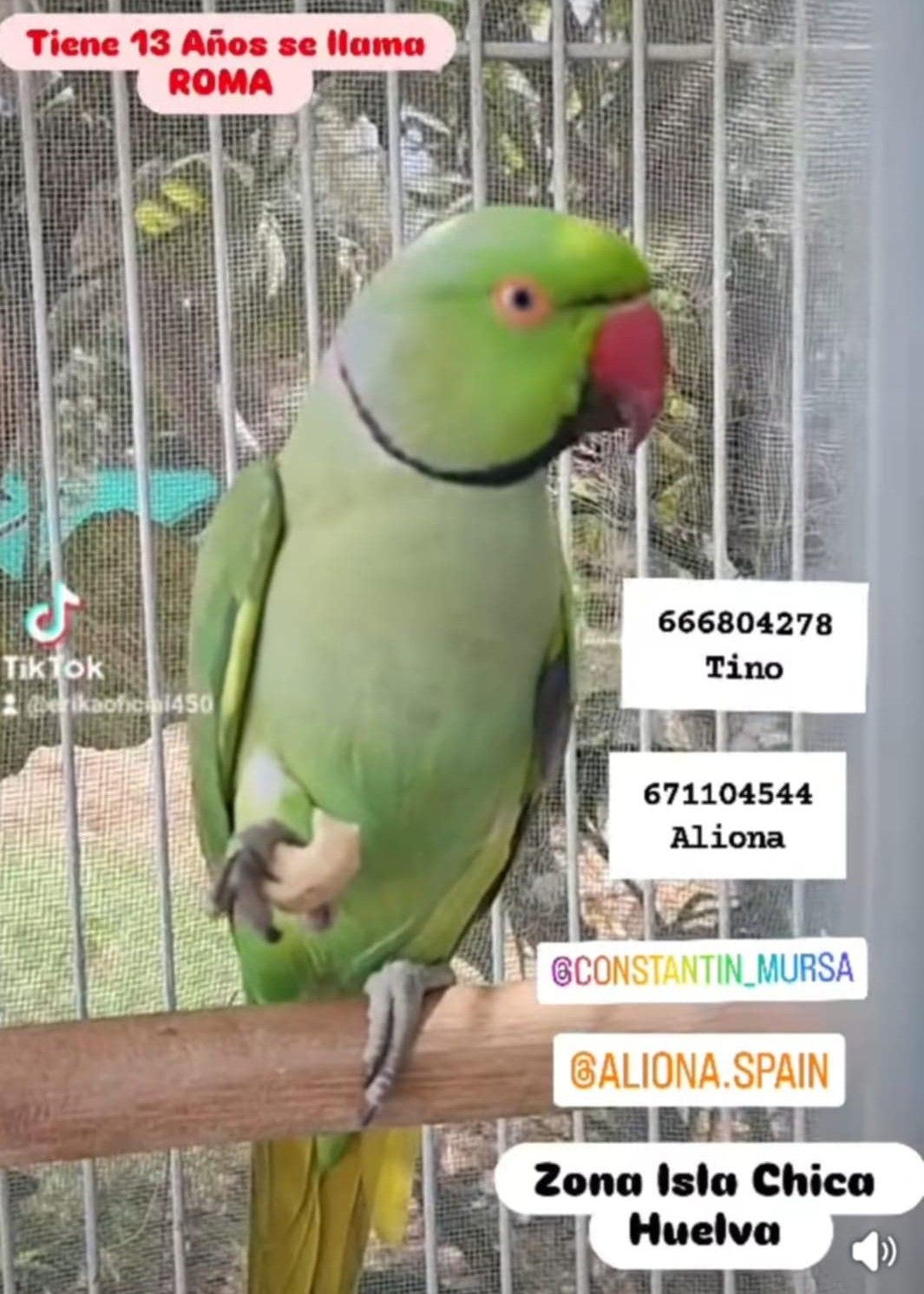 Roma, cotorra perdida en Huelva