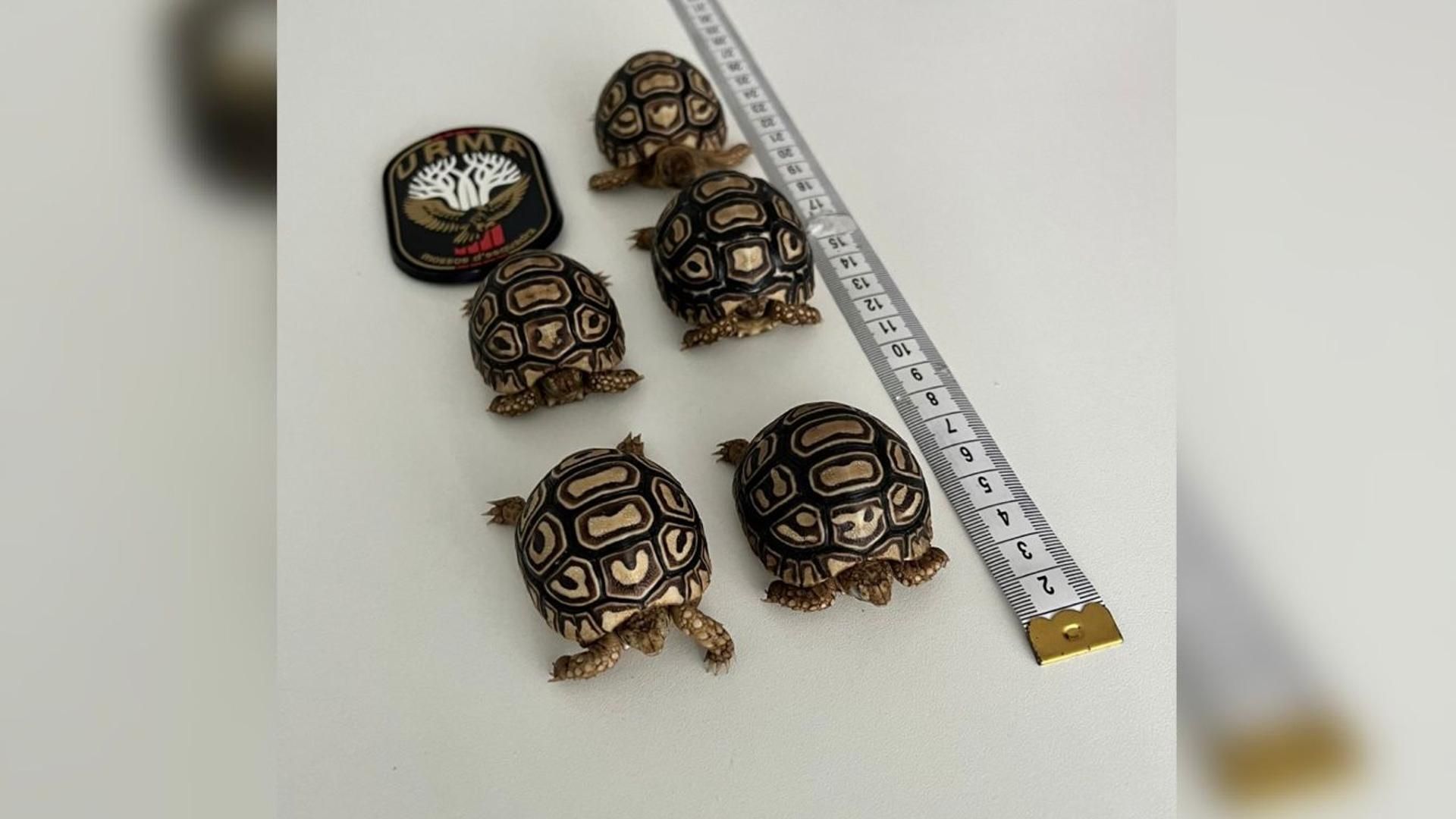 Denuncian a un hombre por vender ilegamente cinco tortugas leopardo por internet en Barcelona