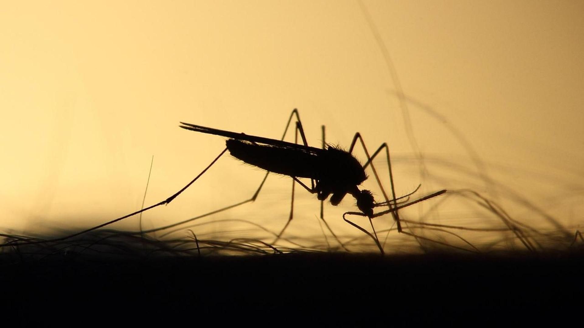 Drones, sanciones y fumigación masiva: China libra una guerra total contra el chikungunya y sus mosquitos