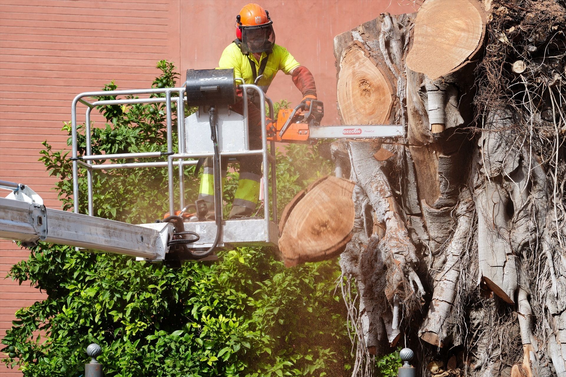 El Ayuntamiento de Sevilla retira finalmente el ficus de San Jacinto tres años después de su primera tala
