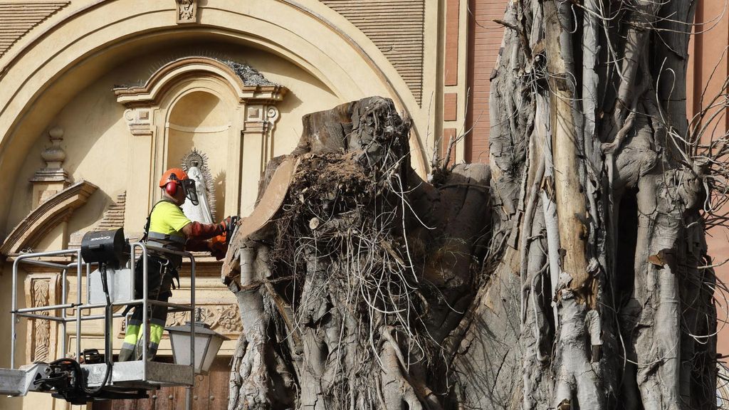 El Ayuntamiento de Sevilla tala los restos del ficus de Triana