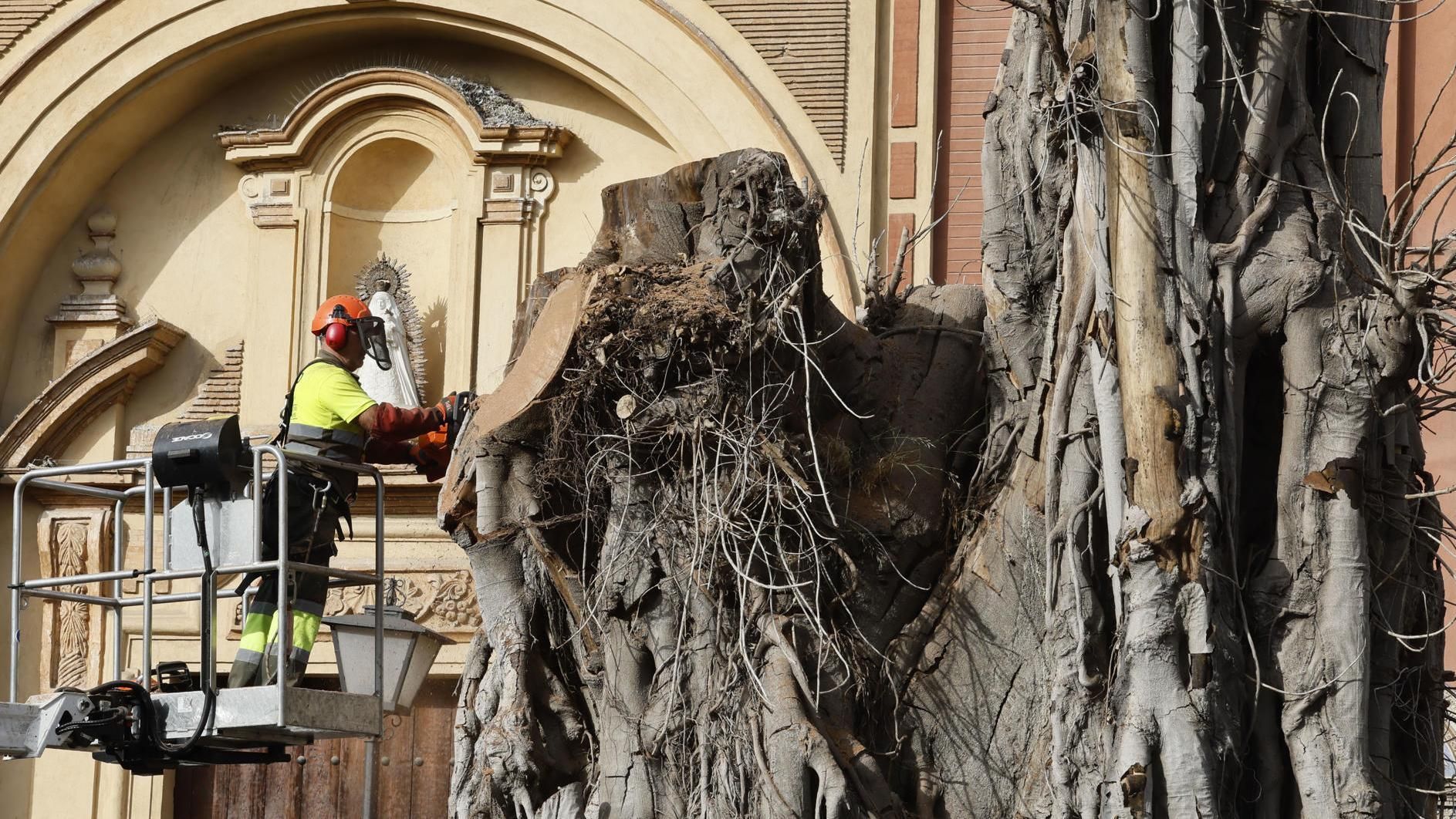 El Ayuntamiento de Sevilla tala los restos del ficus de Triana