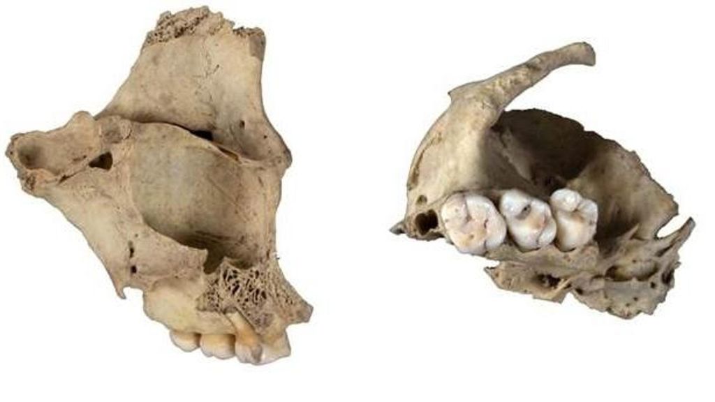 Maxilar humano canibalizado de la cueva de El Mirador.