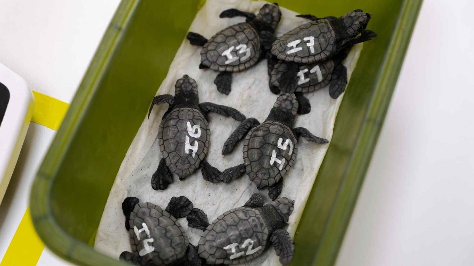 Nacen varias decenas de ejemplares de tortuga boba en la playa de Levante de Benidorm