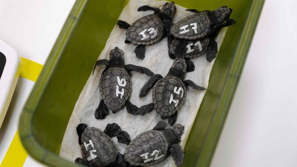Nacen varias decenas de ejemplares de tortuga boba en la playa de Levante de Benidorm