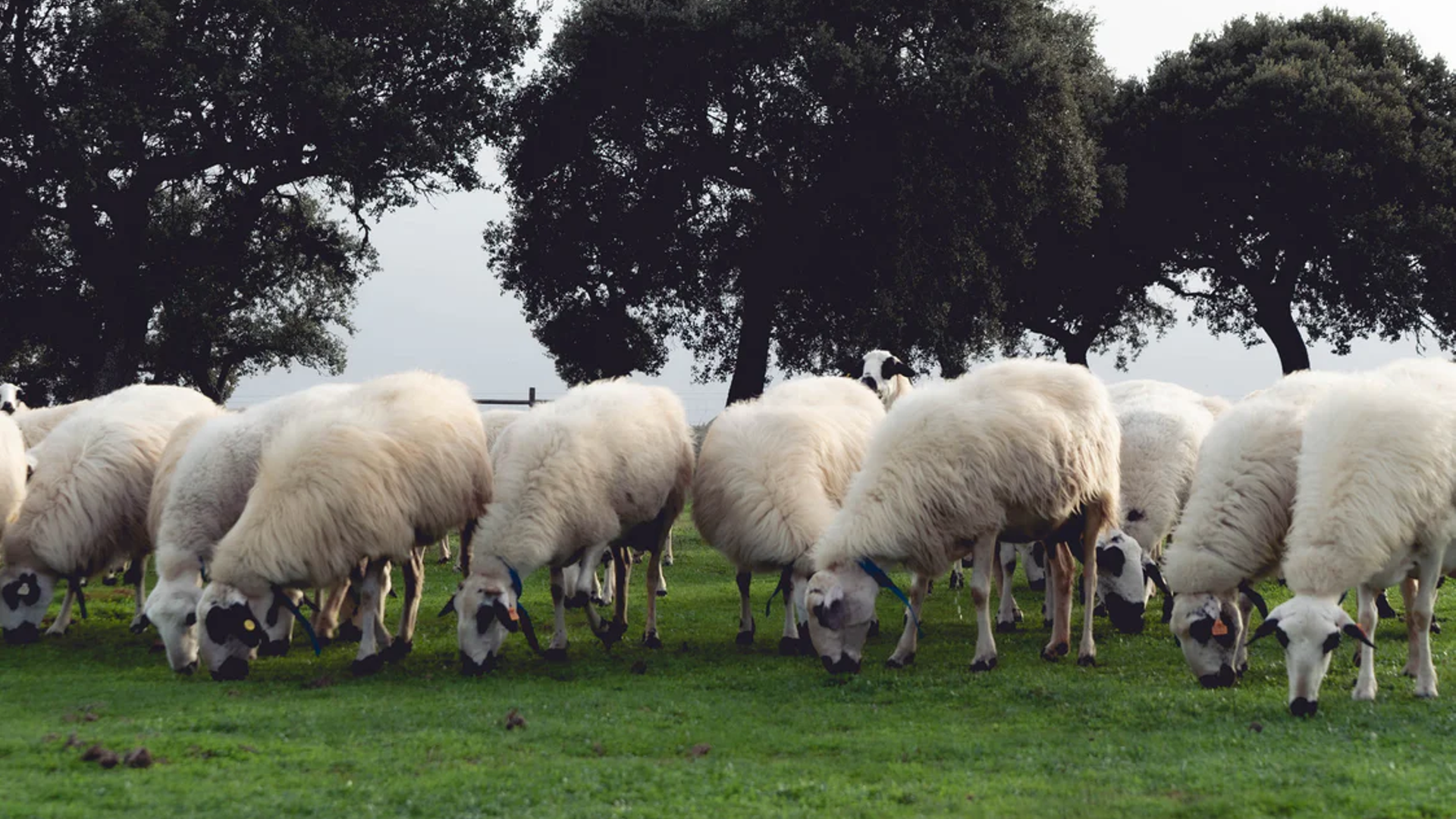 Ovecjas churras pastando libremente en su finca de Dehesa de la Guadaña (Zamora)