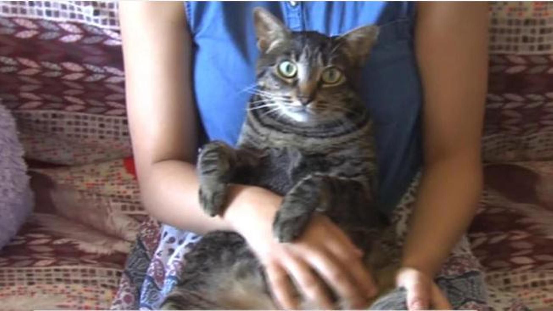 Un estudio revela los beneficios de vivir con gatos para la salud: "son un alivio del estrés y la soledad"