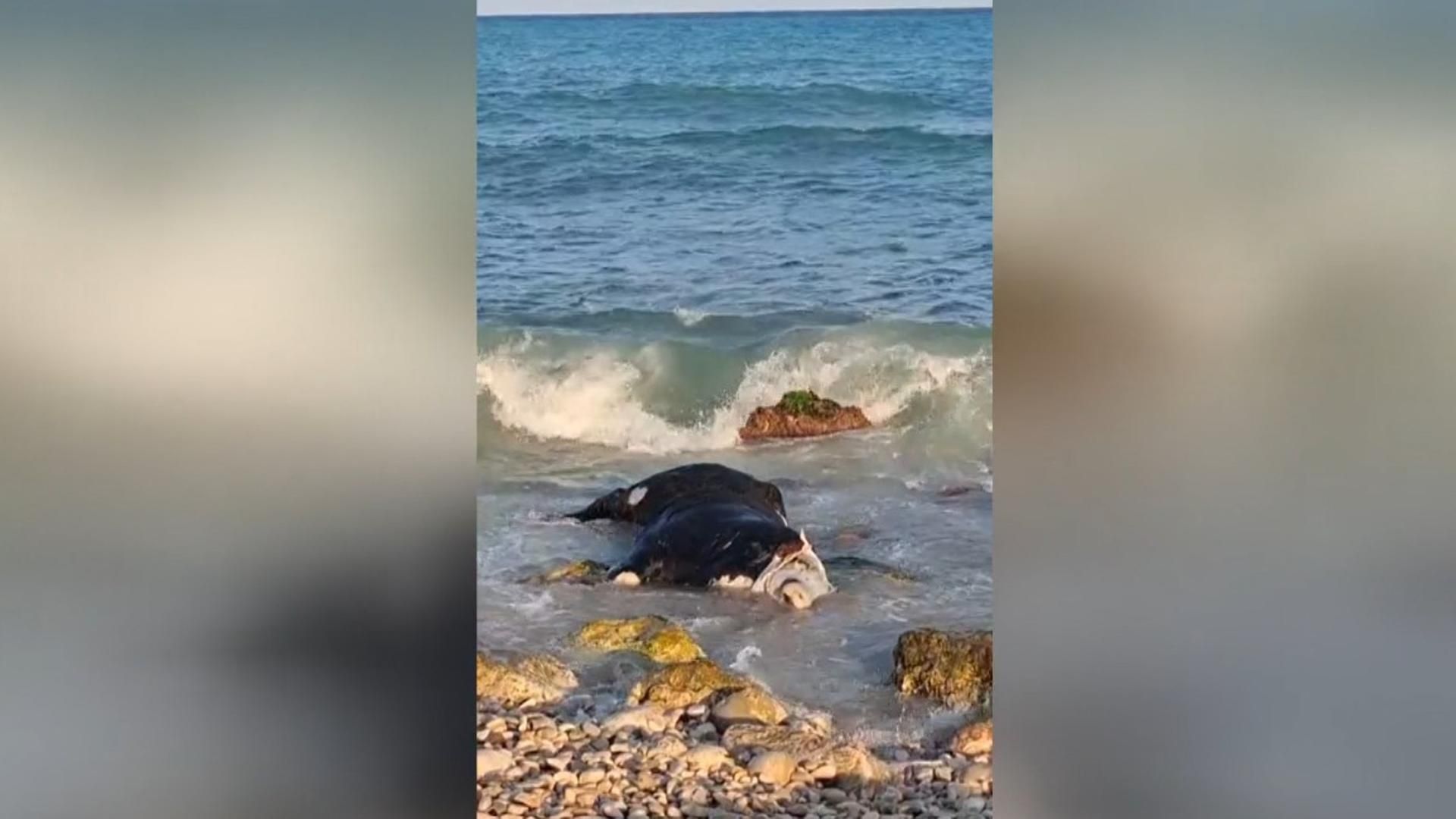 Aparecen vacas muertas en el mar en Valencia