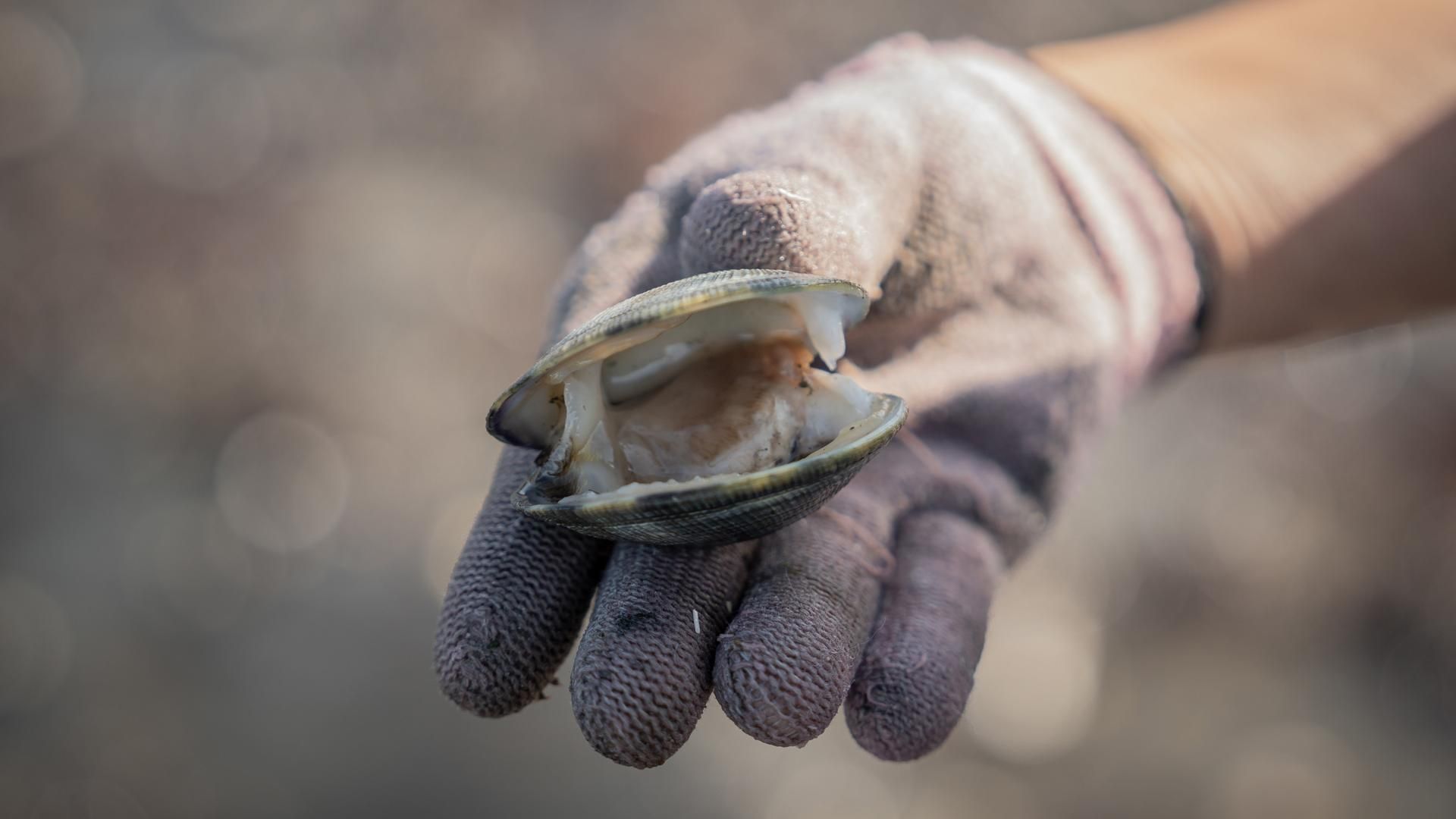Archivo - Vista de una almeja