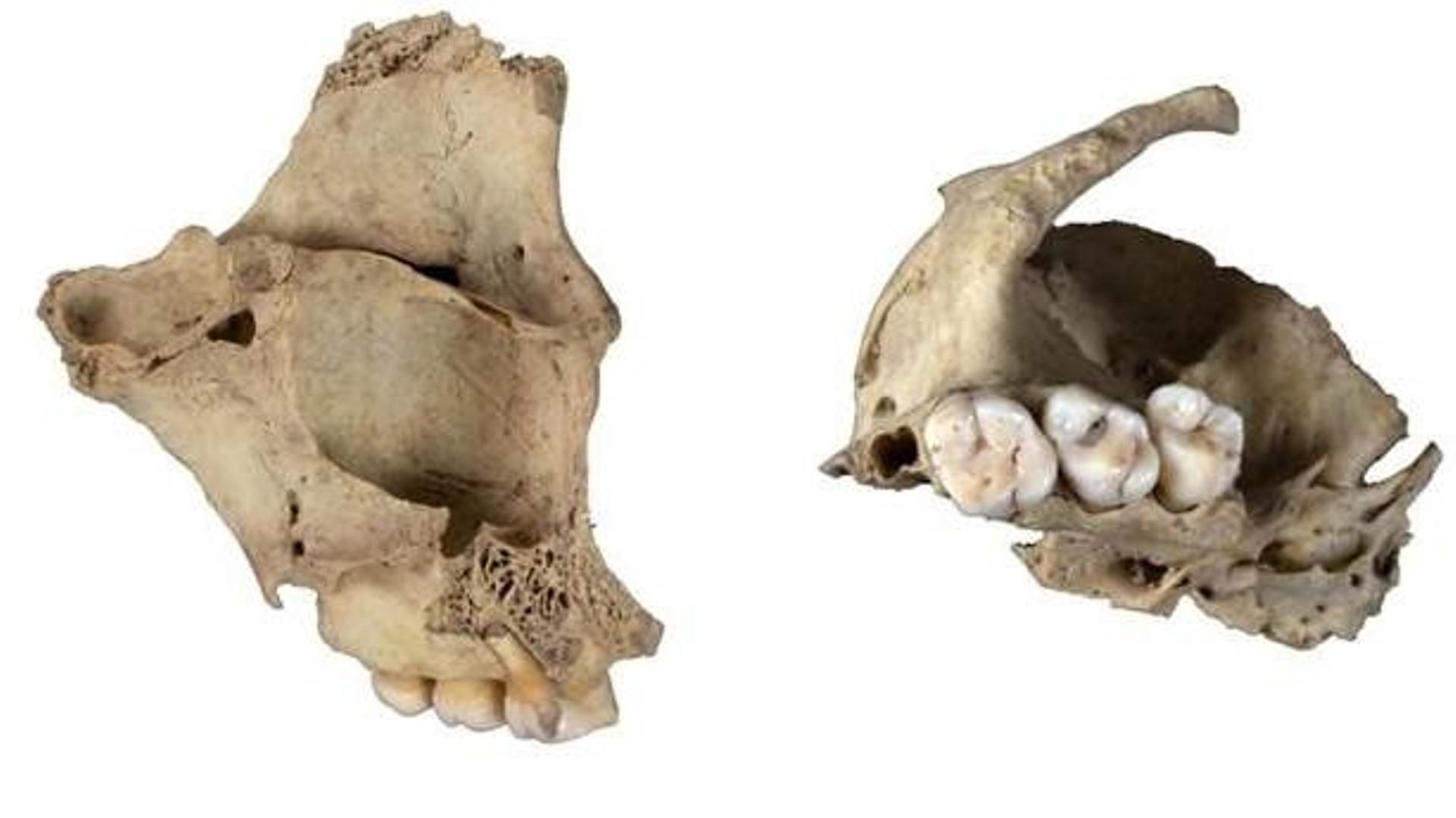 Descubren un nuevo episodio de canibalismo neolítico en Atapuerca que podría responder a un episodio de violencia