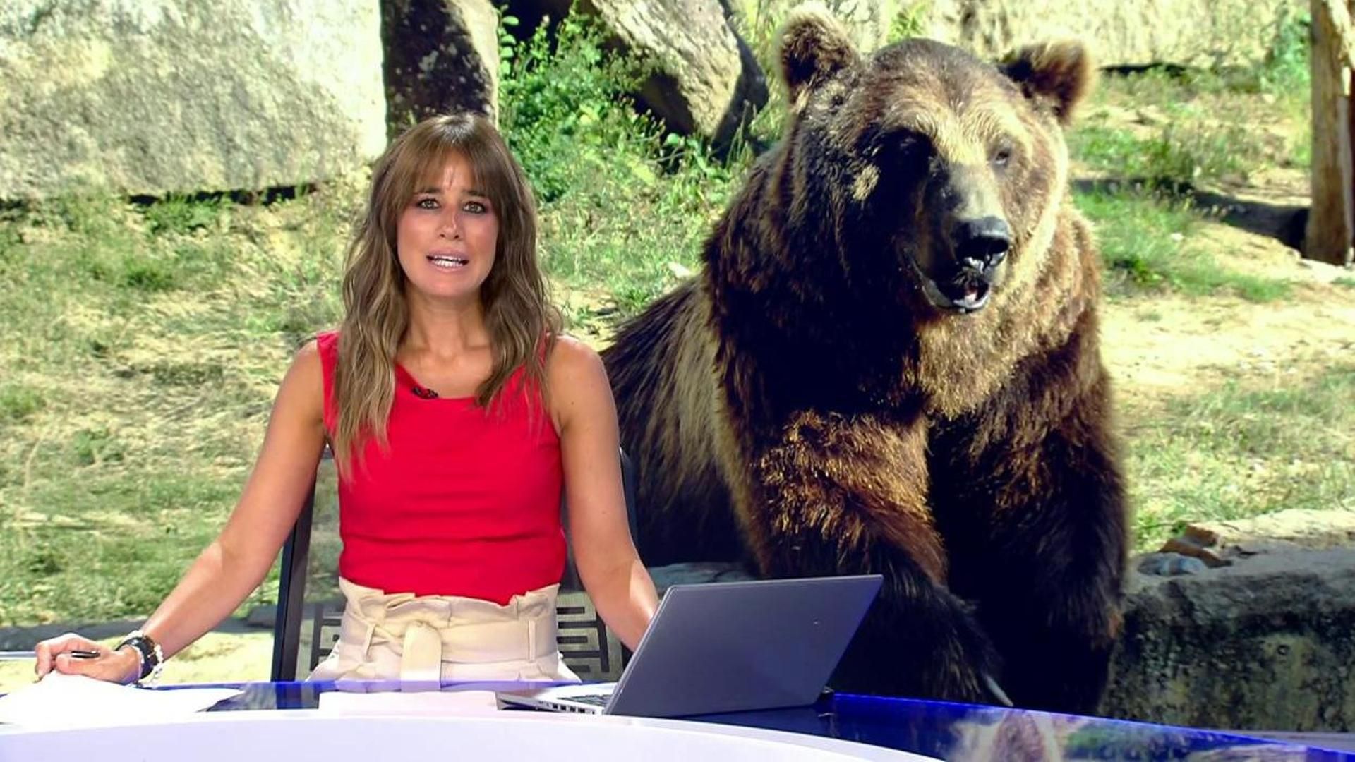 El futuro de Carmo, el oso que vive en Vigo desde hace 20 años: buscan un refugio mejor para él