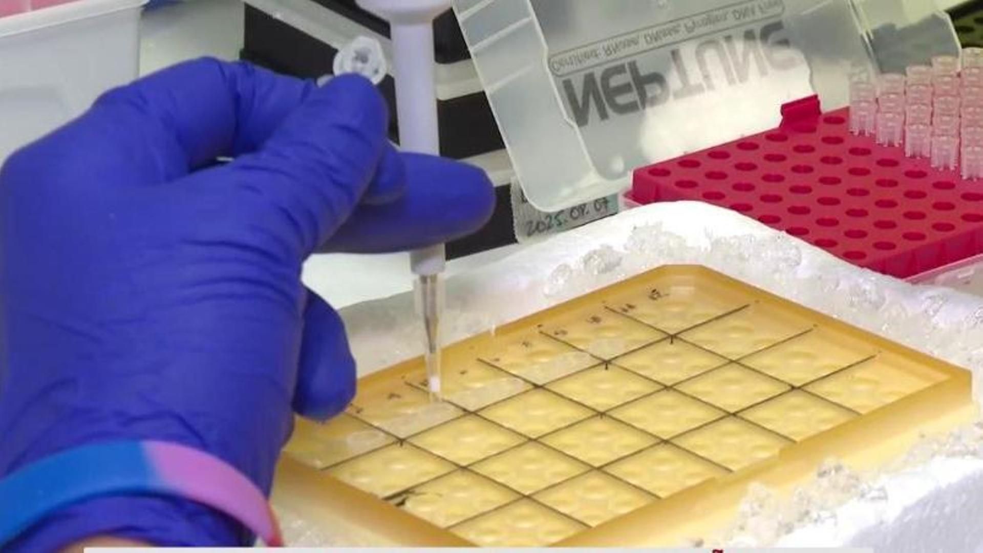 Euskadi pone en marcha un estudio pionero para detectar la diabetes en niños antes de que aparezcan síntomas