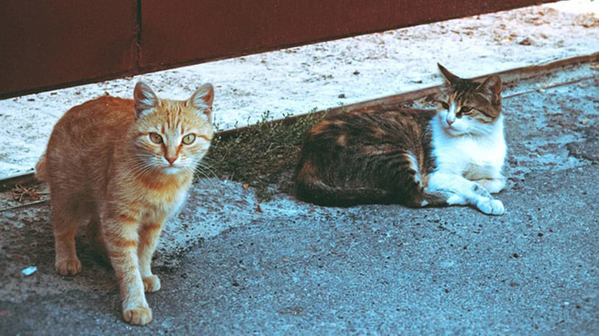 Gatos