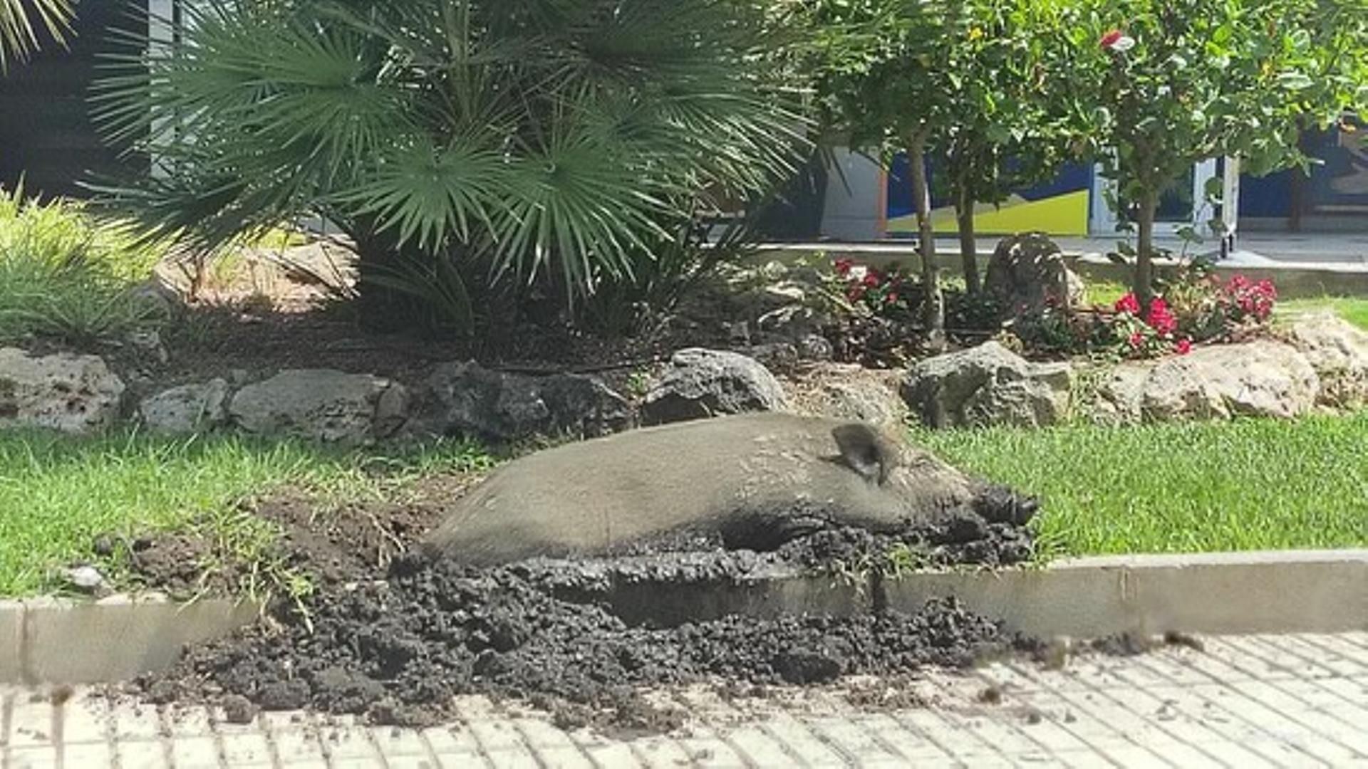 Jabalí salvaje durmiendo al sol en un jardín de Mijas, Málaga