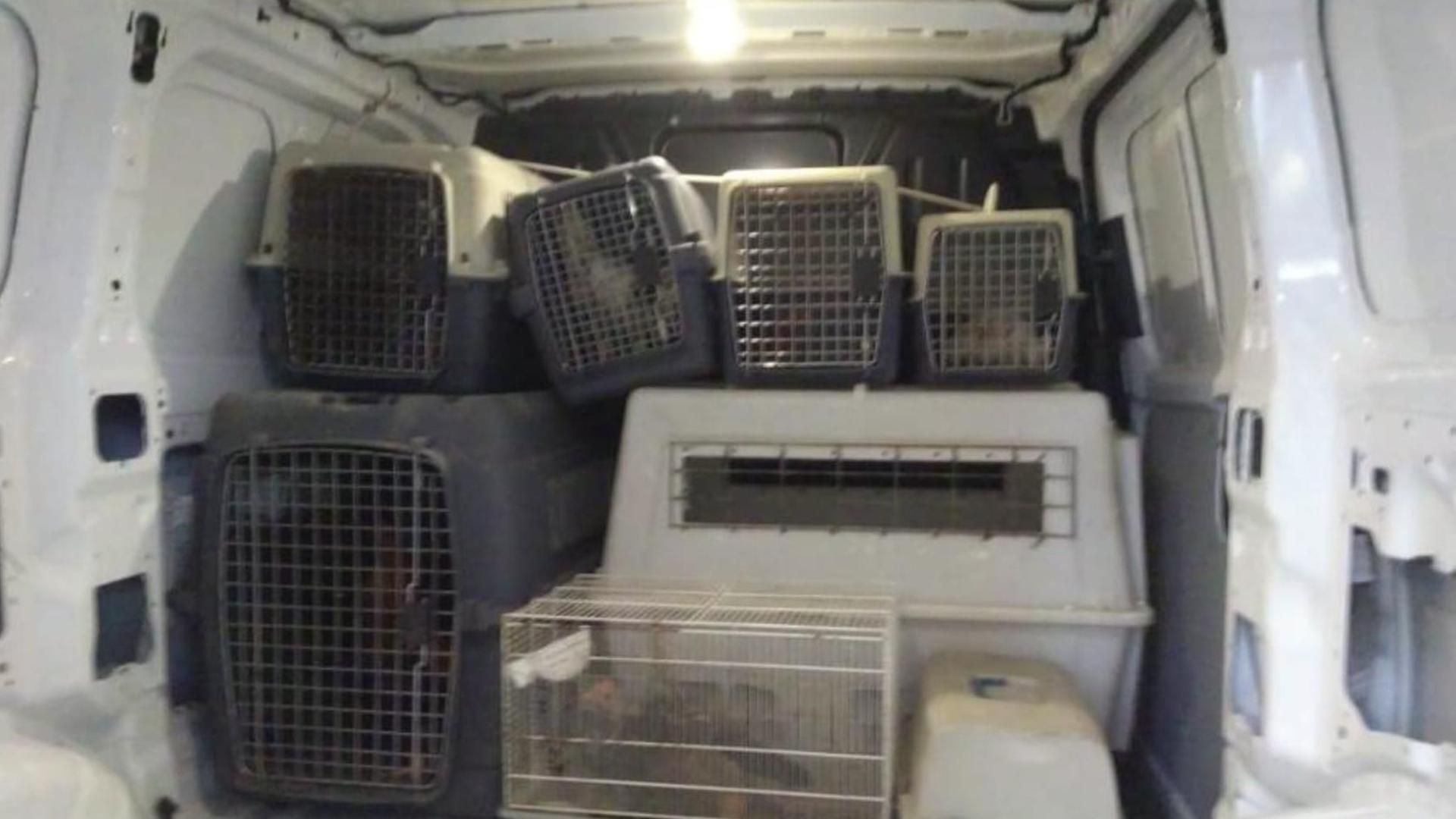 La policía interviene 27 gallos de pelea abandonados en la vía pública en Alicante