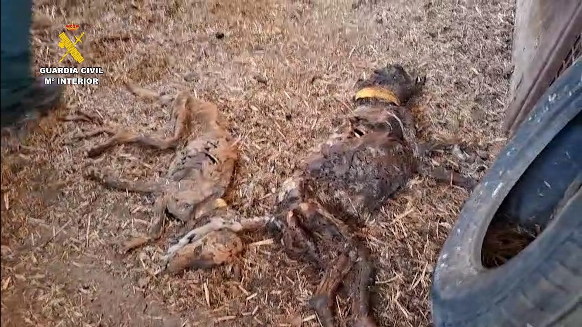 Perros hallados muertos en una finca de Azuaga