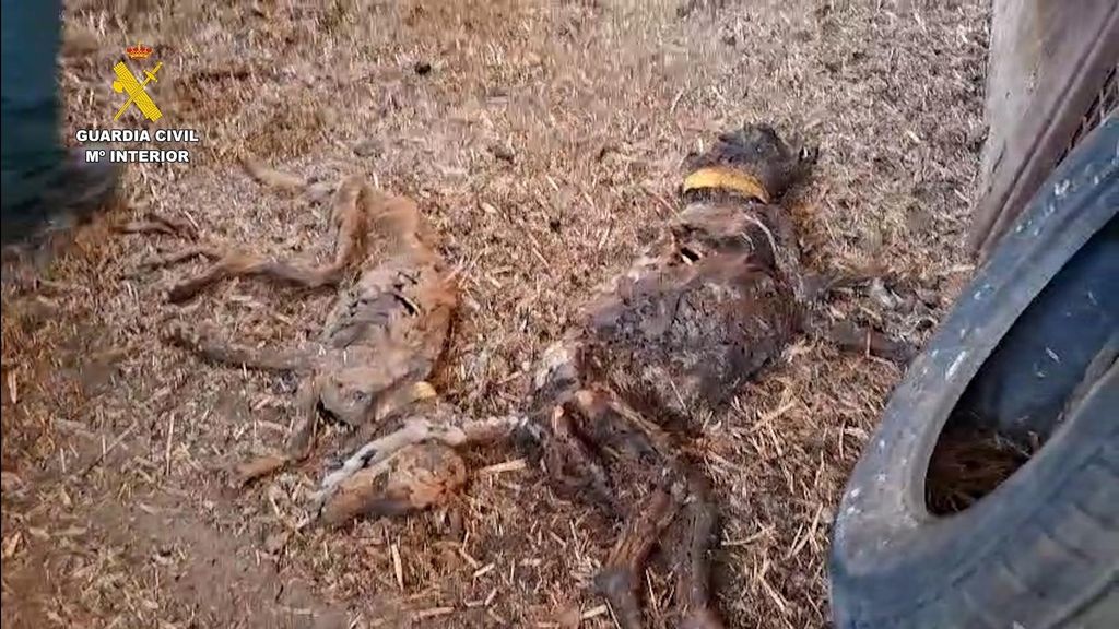 Perros hallados muertos en una finca de Azuaga