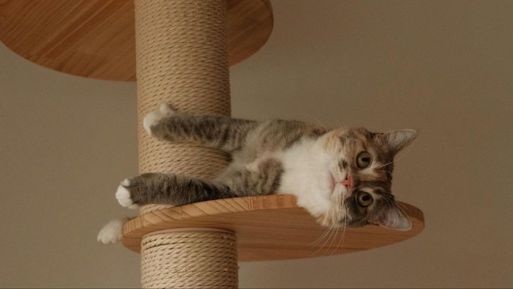 Los beneficios para la salud de vivir con un gato