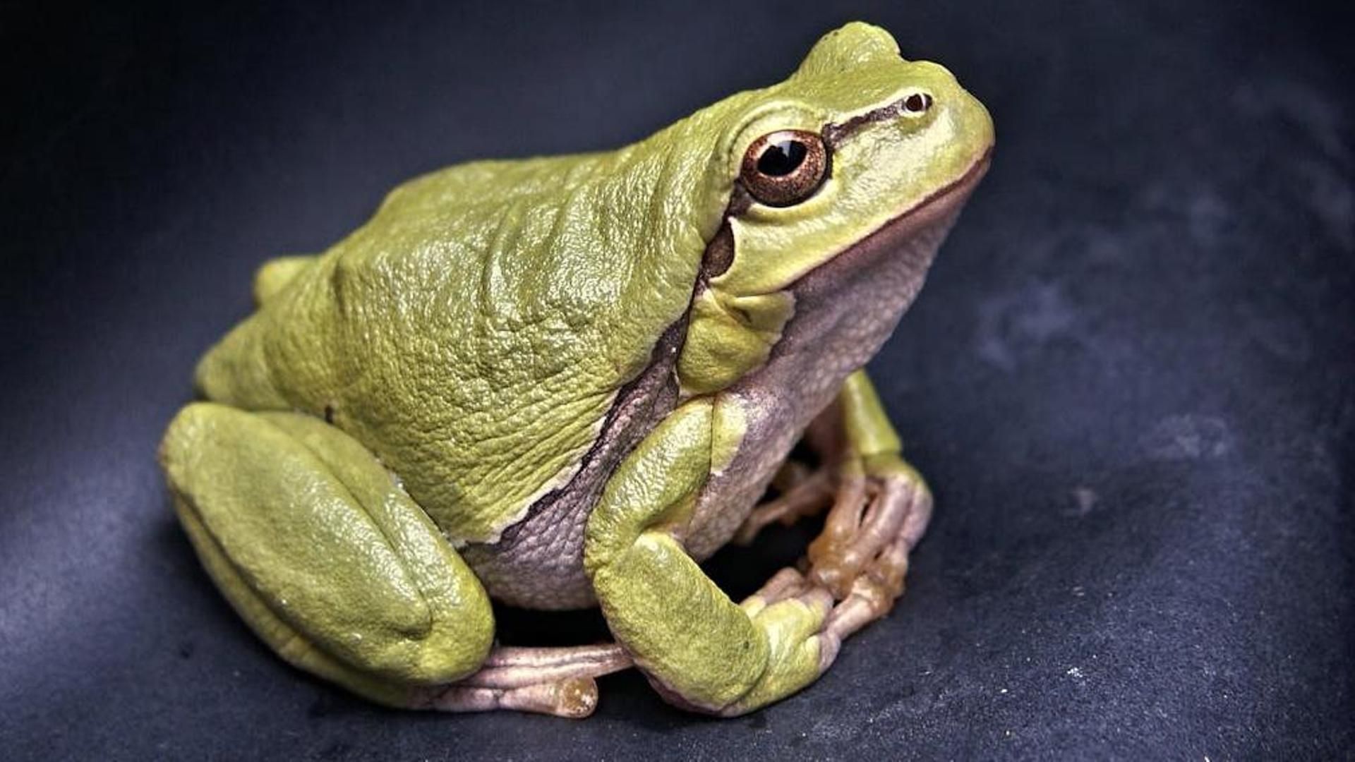 Se trata de ranas macho, que croan con fuerza para hacerse oír a distancia y atraer a hembras
