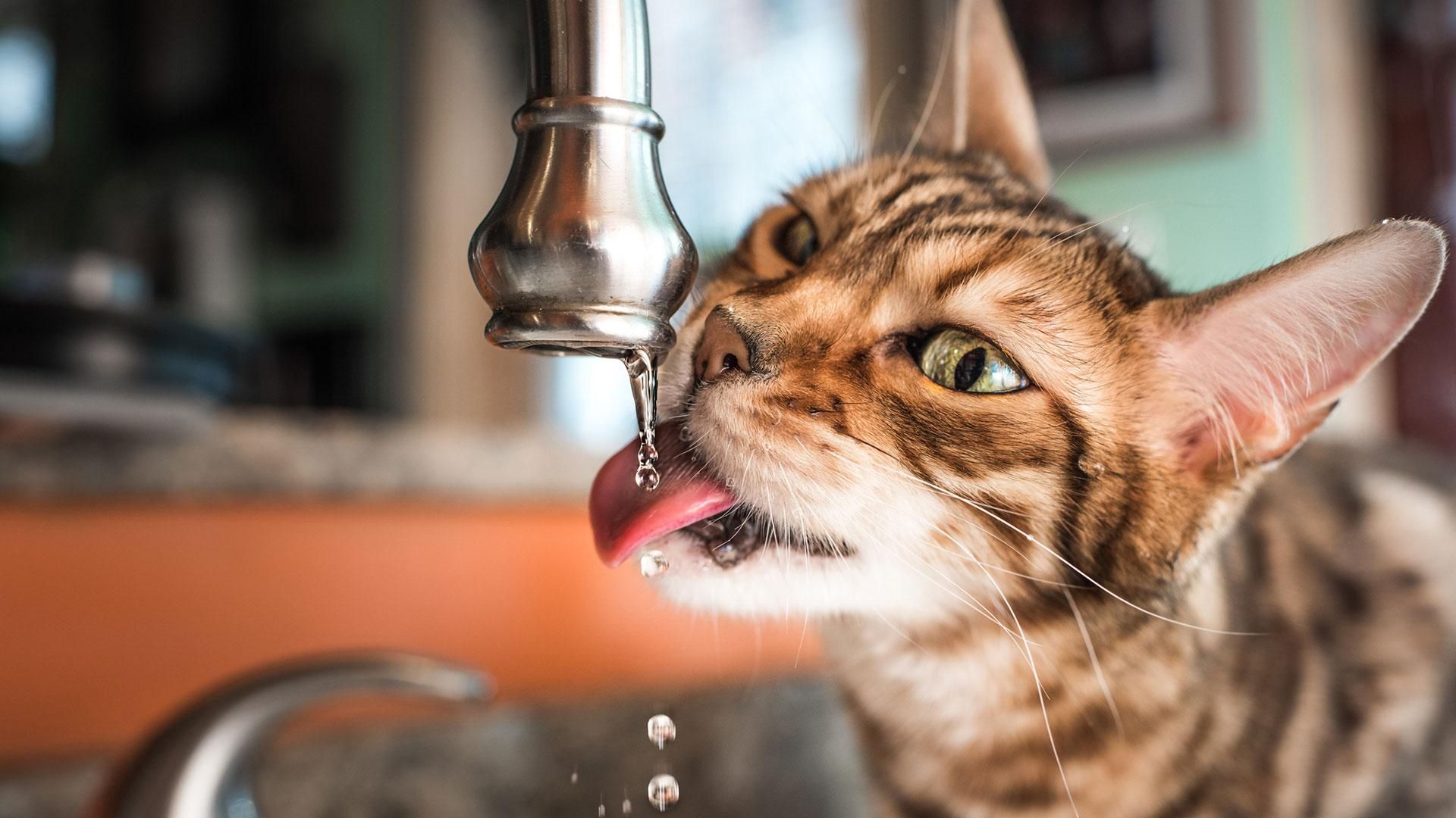 Un gato sediento