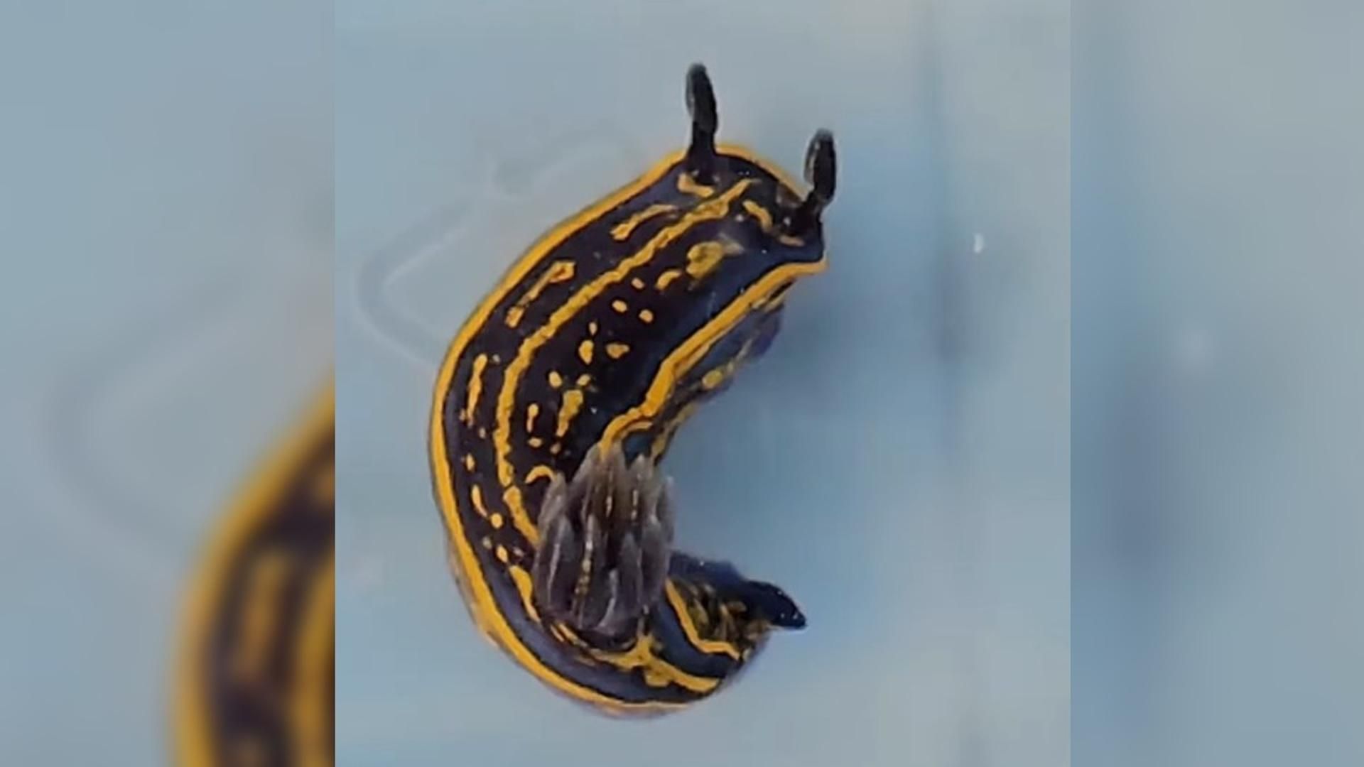 Una joya marina aparece en Porto do Son