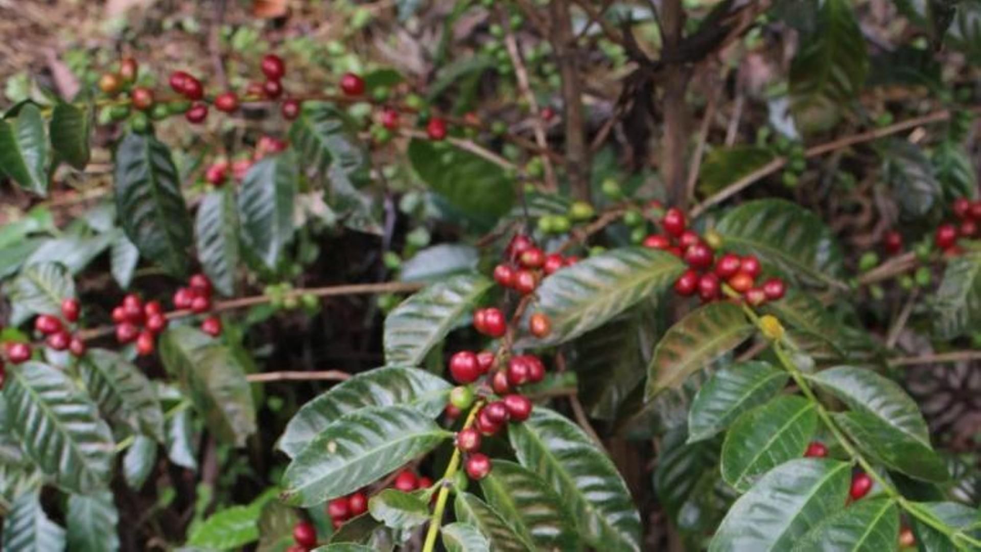 Variedad de café Geisha