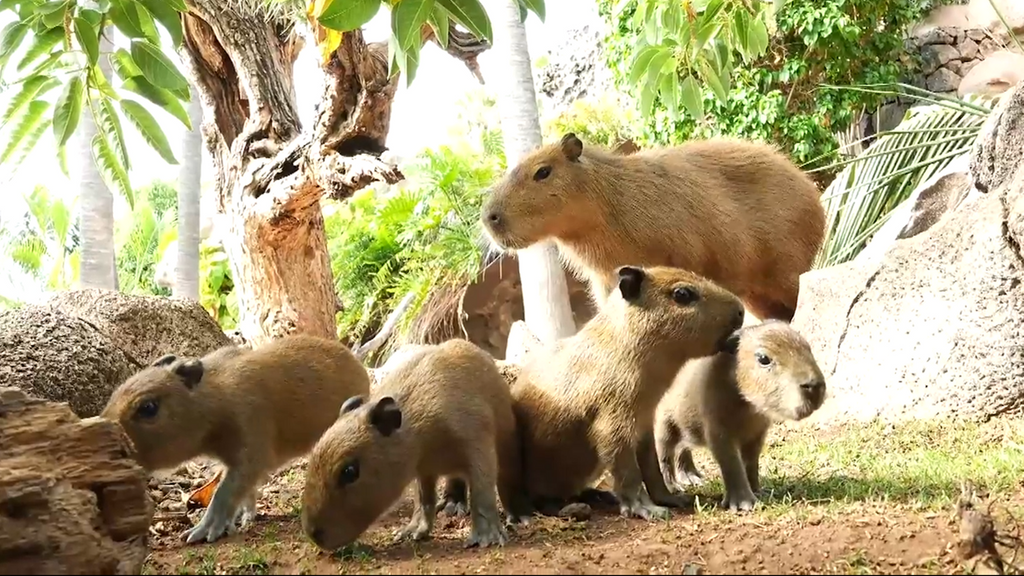 Las capibaras, los animales de moda: nacen cuatro crías en Loro Parque, Tenerife