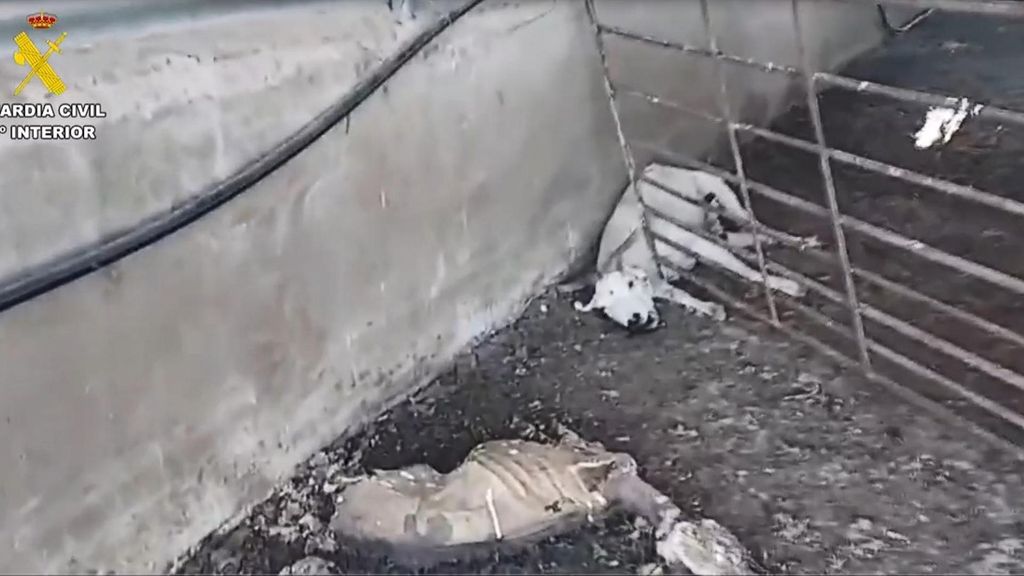 'Operación Horrores' en Murcia: detenido un granjero tras hallar 200 animales muertos, en descomposición o abandonados