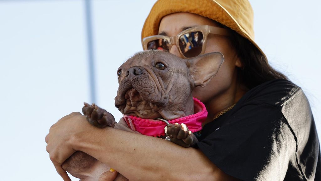 Petunia, una bulldog francés, gana el premio del perro más feo del mundo en 2025