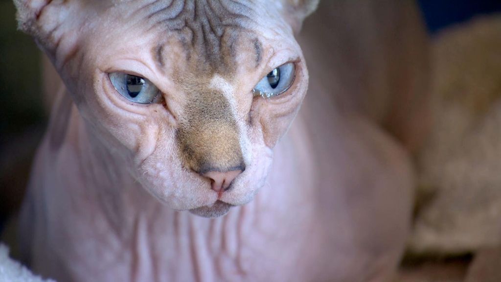 P17 - La gata esfinge Veterinario en la ciudad Temporada 2 Programa 17