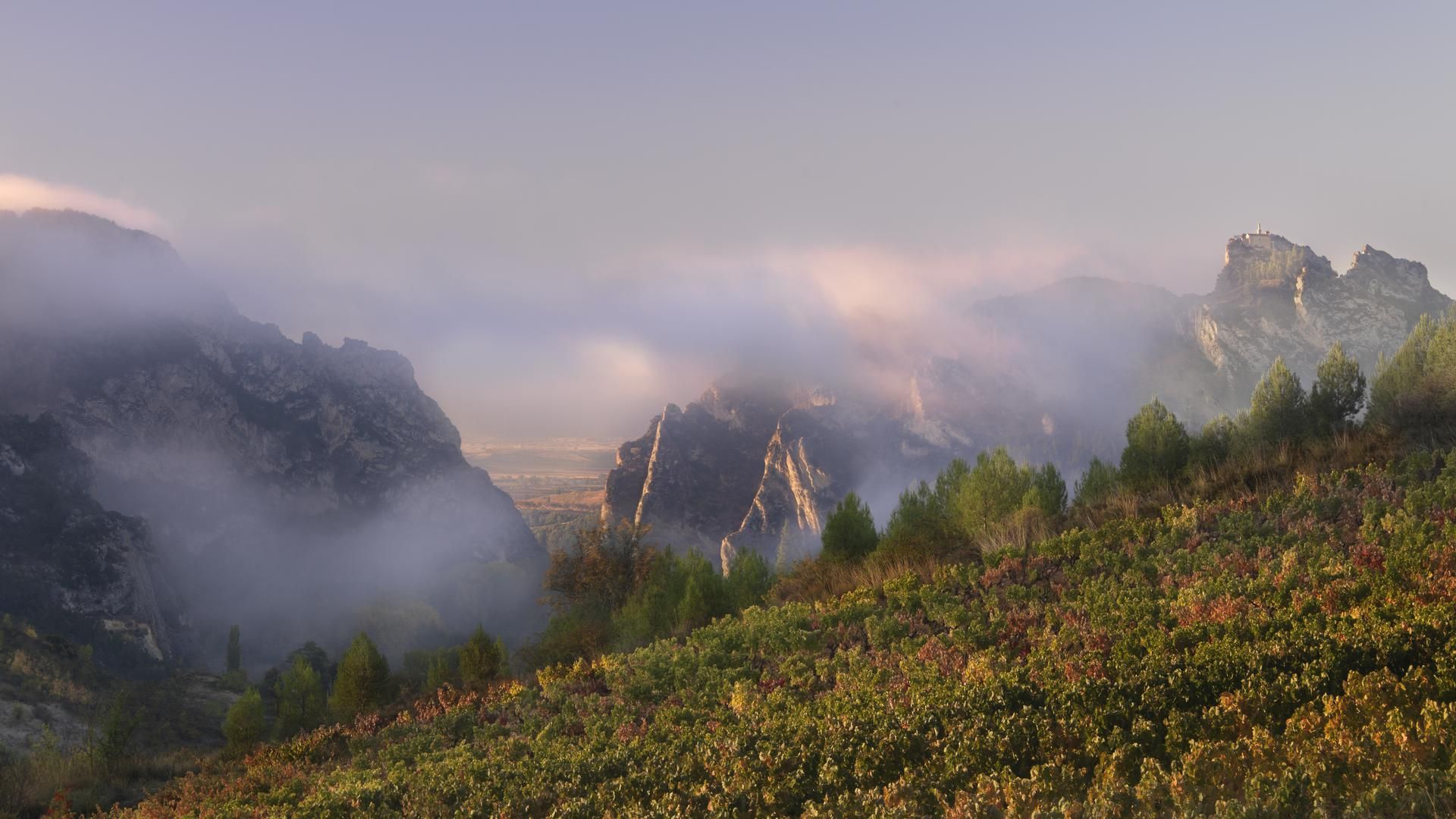 Sus viñas viejas en Salinillas de Buradón