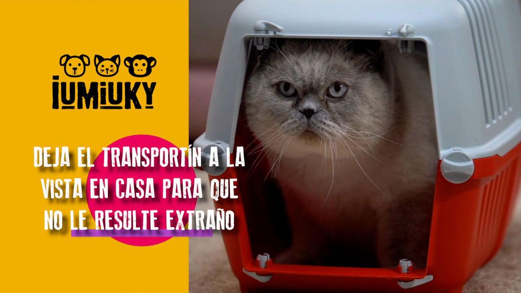 P280 - Las visitas de los gatos al veterinario Iumiuky Temporada 3 Programa 280