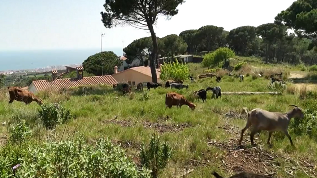 Las cabras, las mejores aliadas contra los incendios en la Sierra de Montegre: crean cortafuegos naturales devorando hierba