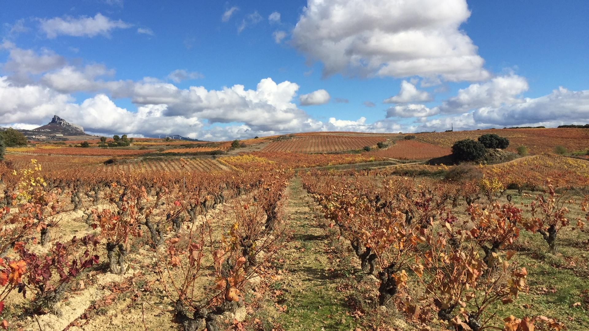 De esta parcela en El Villar saldrá su primer vino de Viñedo Singular