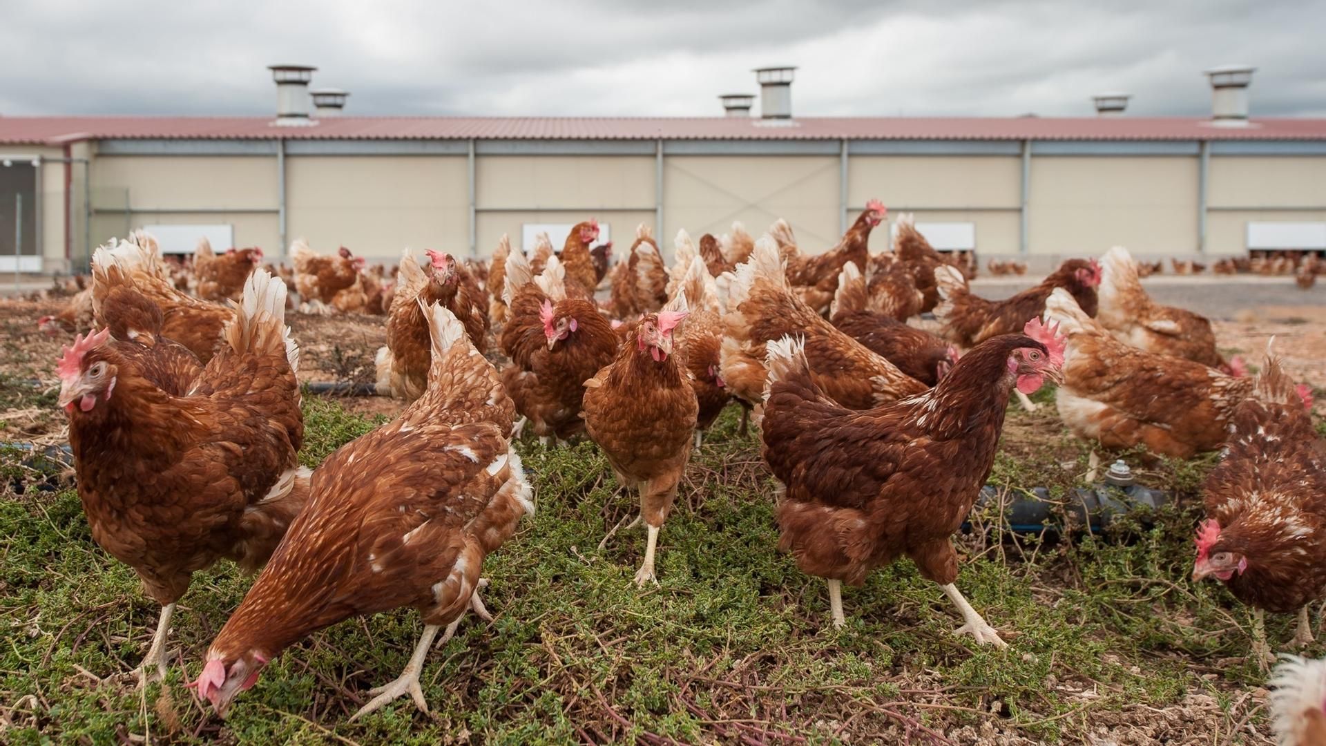 Animales sueltos en una granja avícola española