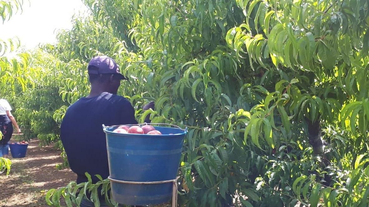 Imagen de un temporero