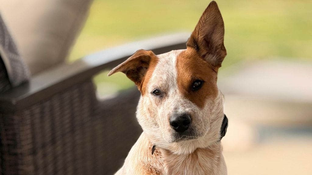 Los perros se "enfadan" cuando sus dueños no están