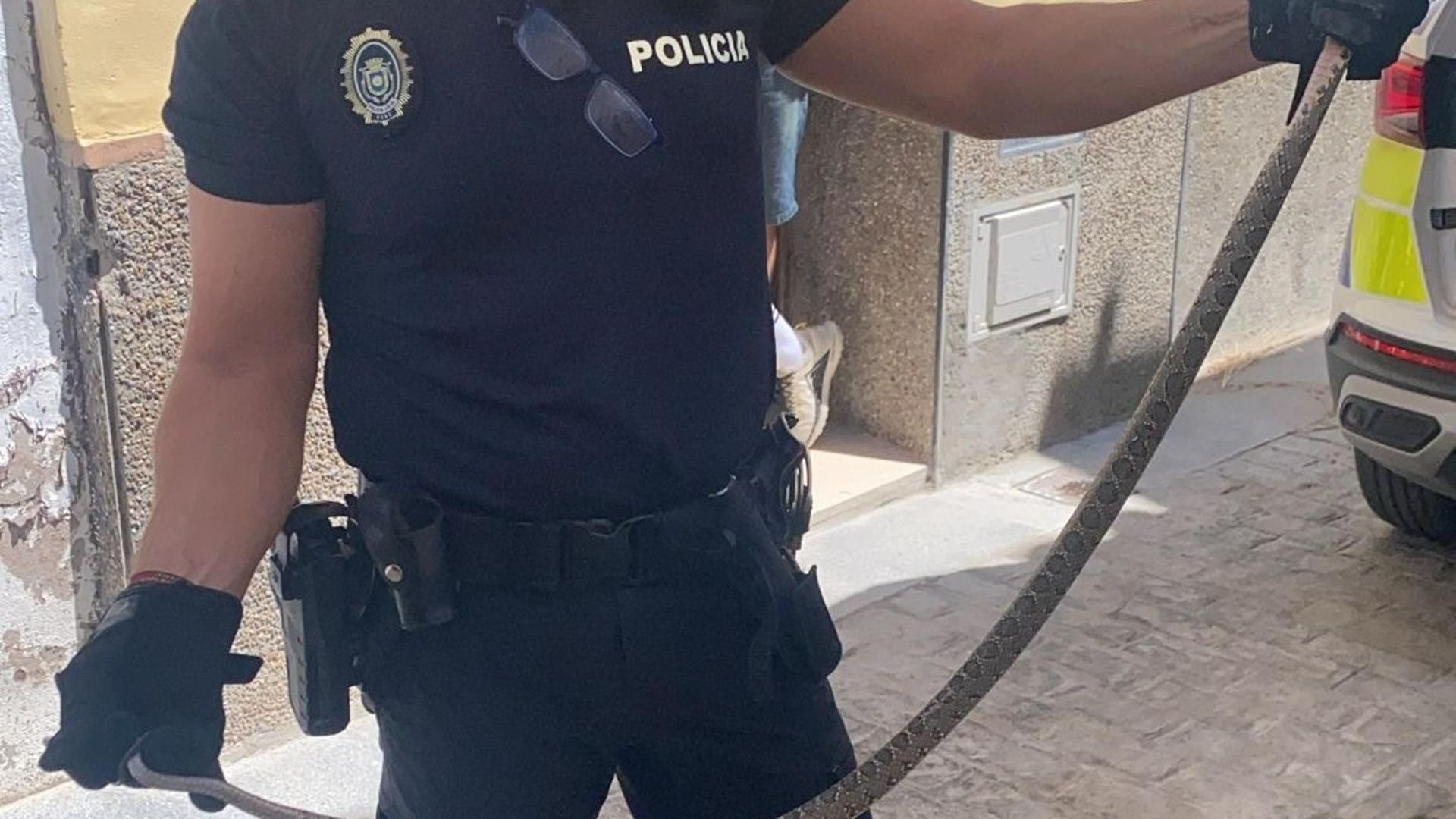 Culebra atrapada por la Policía Local de Écija en una casa