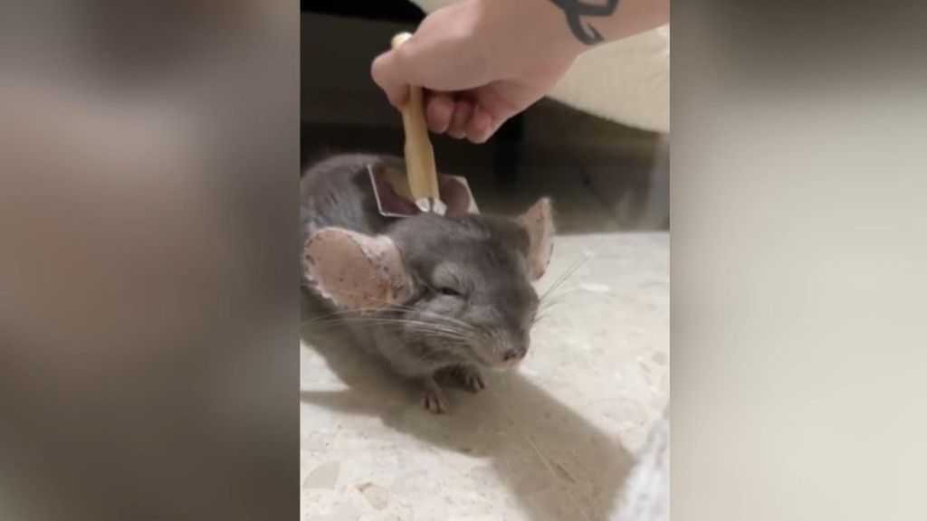 El vídeo viral de una chinchilla siendo cepillada por su dueña