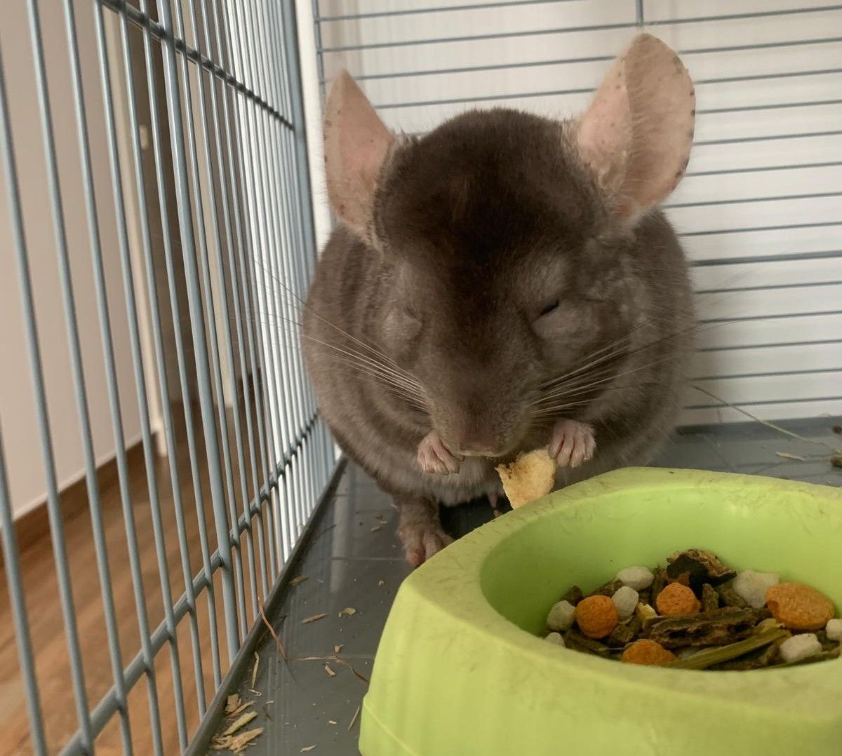 Taki chinchilla comiendo en su jaula