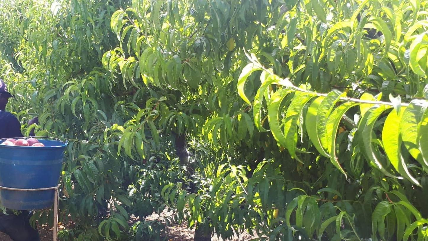 Archivo - Temporeros trabajando