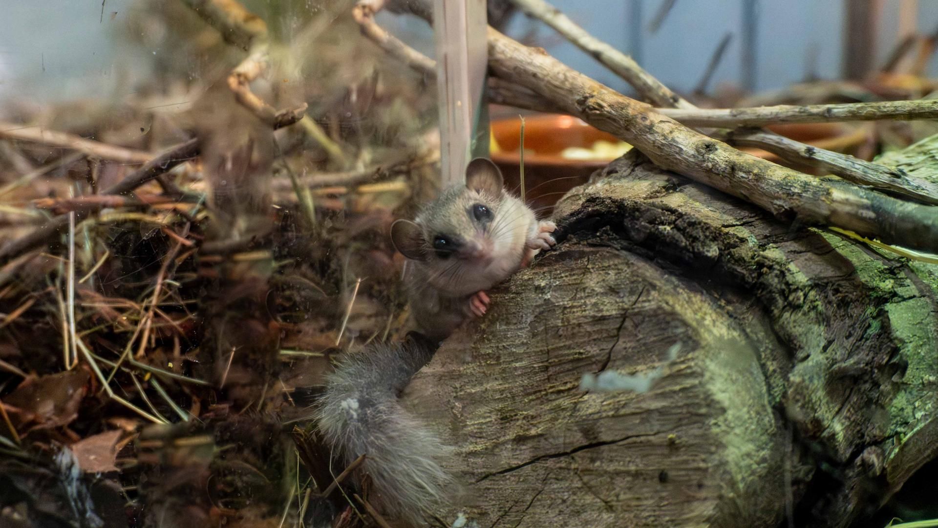 BIOPARC Valencia acoge un grupo de lirón pigmeo africano víctima del tráfico ilegal3