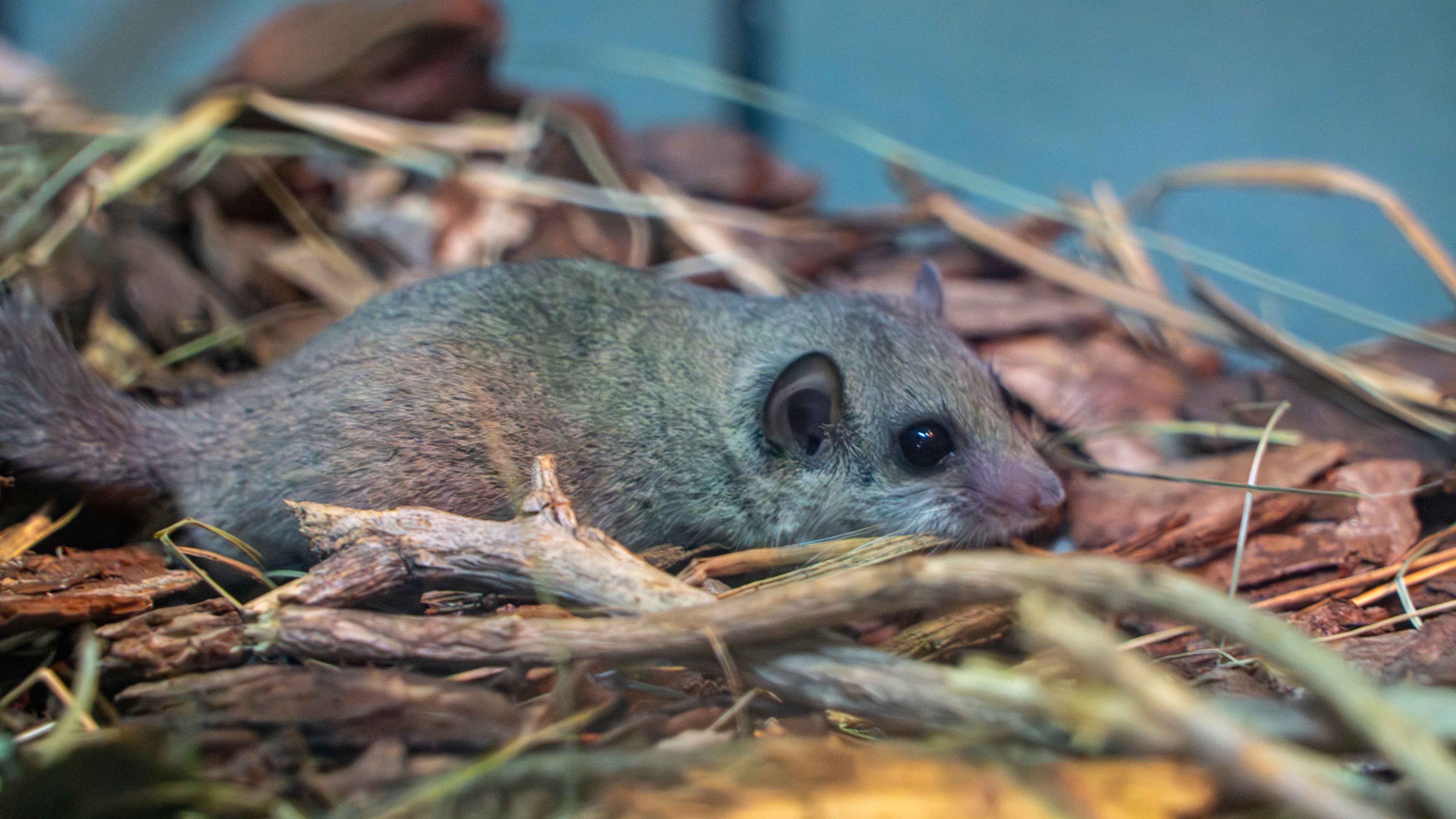 BIOPARC Valencia acoge un grupo de lirón pigmeo africano víctima del tráfico ilegal