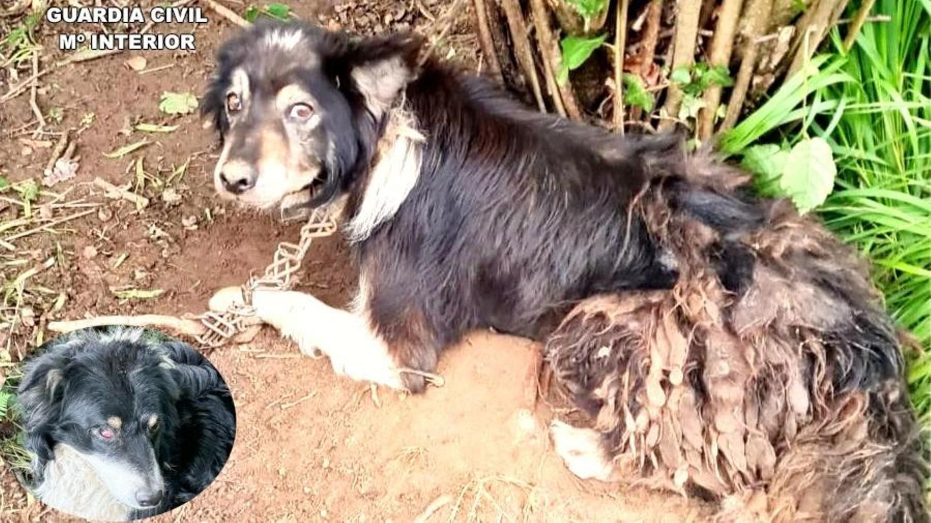 Investigan a un hombre por abandonar a cuatro perros atados a un árbol con una cadena en Val de San Vicente, Cantabria