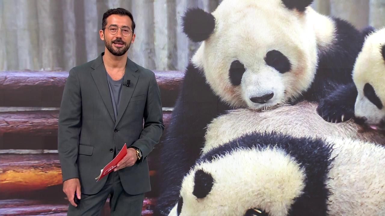 Los primeros cachorros gemelos de panda gigante peludos de Hong Kong cumplen 1 año